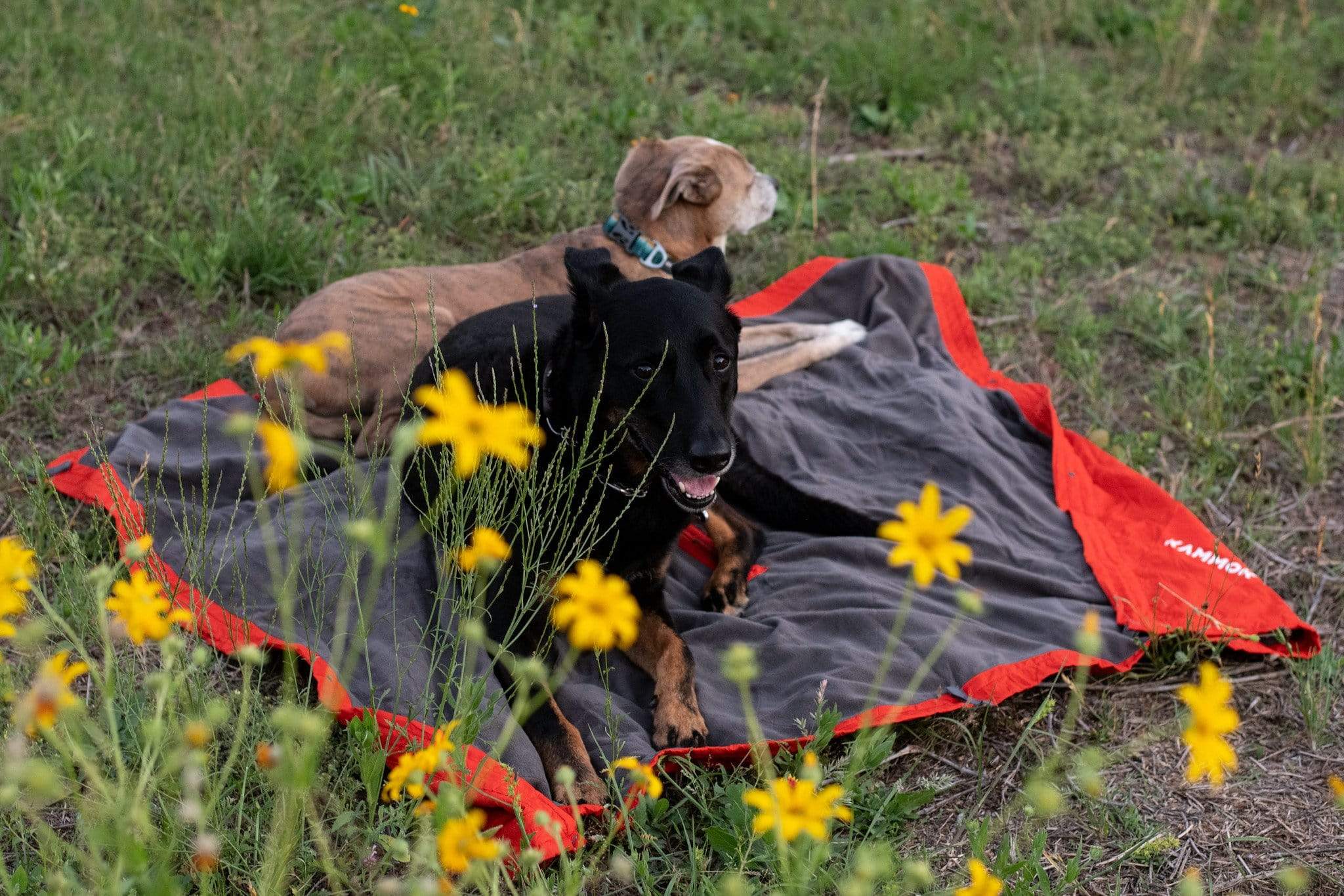 field-blanket-jr-6b.jpg